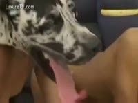 Big dog dick banged a busty chick